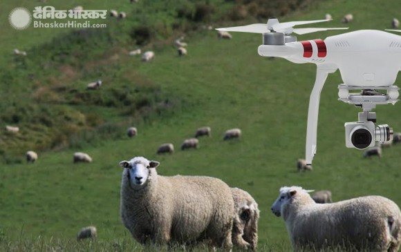 न्यूजीलैंड की अनोखी पहल, किसान करेंगे ड्रोन से भेड़ों को कंट्रोल 