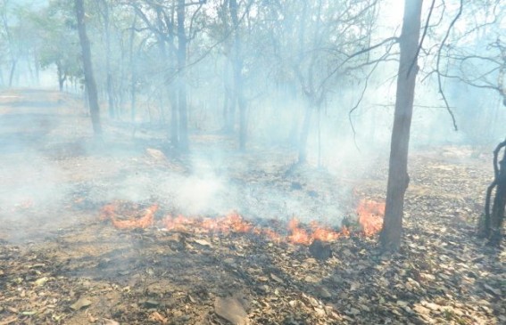दावानल से धधक रहा गड़चिरोली का जंगल, बहुमूल्य वनसंपदा जलकर खाक