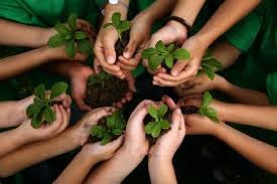 Permission of cutting 1 tree only after planting five plants