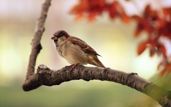 HC expressed concern : Coming generations will not see butterfly-sparrow HC expressed concern : Coming generations will not see butterfly-sparrow