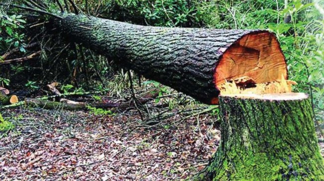 Present the report of tree cutting in Nehru garden : High Court Present the report of tree cutting in Nehru garden : High Court