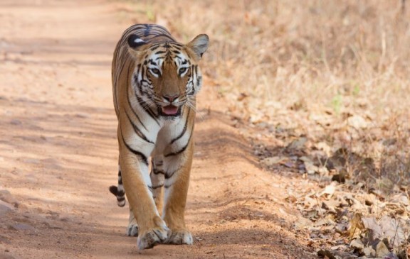 महाराष्ट्र में 190 से 245 हुई बाघो की संख्या, 20 फीसदी हुई बढ़ोतरी