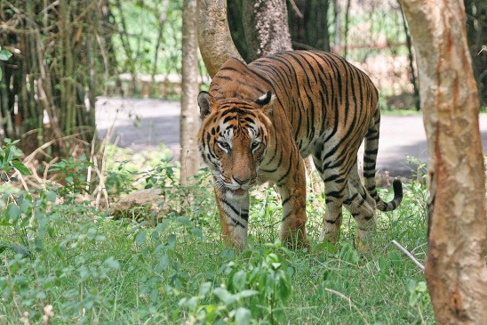 नहीं थम रहे वन्यजीवों के हमले, बाघ व भालू के हमले में दो की मौत
