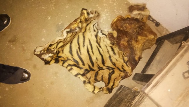 बाघ की खाल के साथ एक आरोपी गिरफ्तार, पेंच नेशनल पार्क में किया था शिकार 