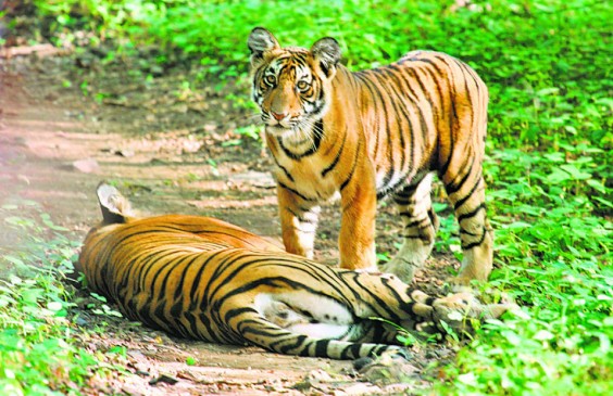 20 बाघों की मौत, मौत के कारण से अनजान वन विभाग