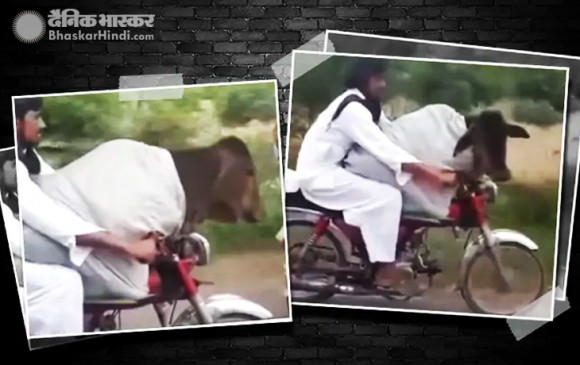 पाकिस्तान का ये शख्स गाय को बैठाकर कर रहा है बाइक राइड