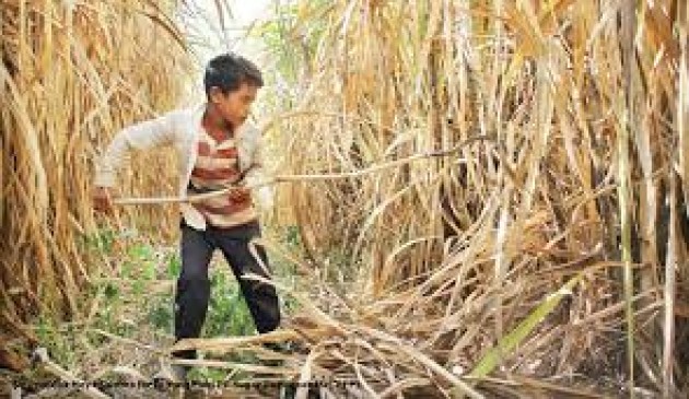 60 percent of child laborers working in agriculture of Maharashtra