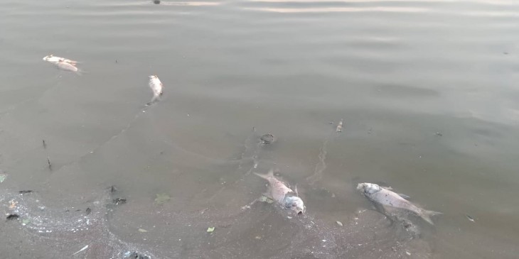  तालाब में मर रहीं मछलियां - जिम्मेदारों का दावा तापमान बढ़ने से ऐंसा हो रहा