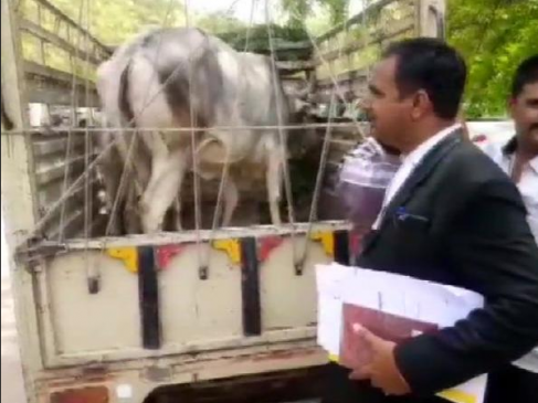 कोर्ट में पेश होकर गाय ने चुना अपना मालिक, राजस्थान के जोधपुर का मामला