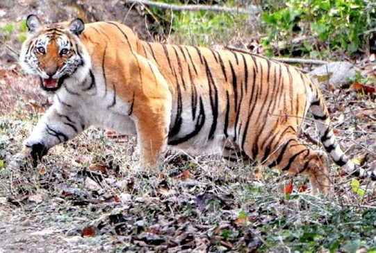 बाघ के हमले से वृद्ध घायल, कुत्तों ने नीलगाय के बछड़े को मारा
