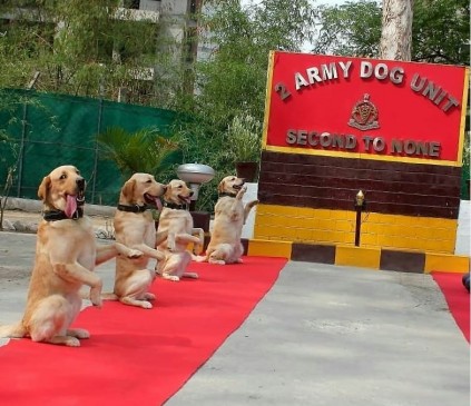 अंतर्राष्ट्रीय योग दिवस: जल, थल, बर्फ में योग, जानवरों ने भी लगाए आसन अंतर्राष्ट्रीय योग दिवस: जल, थल, बर्फ में योग, जानवरों ने भी लगाए आसन