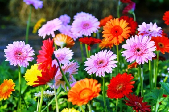 Heavy enthusiasm in flower training, workshop organized in Nagpur