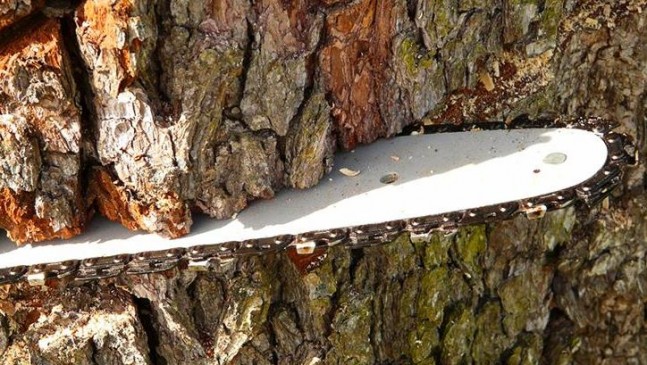 More than 500 applications on tree cutting no action by municipality