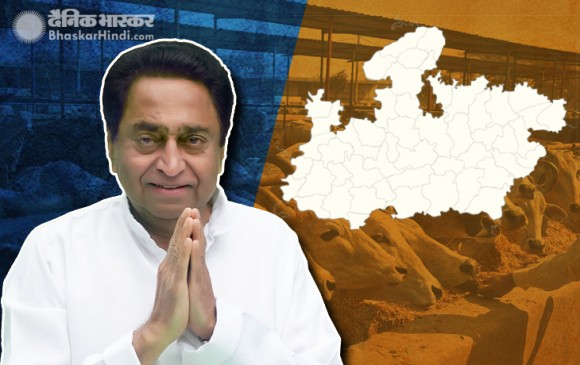 MP: स्मार्ट गौशालाएं खोलेगी कमलनाथ सरकार, गोबर-गौमूत्र करेगी एक्सपोर्ट