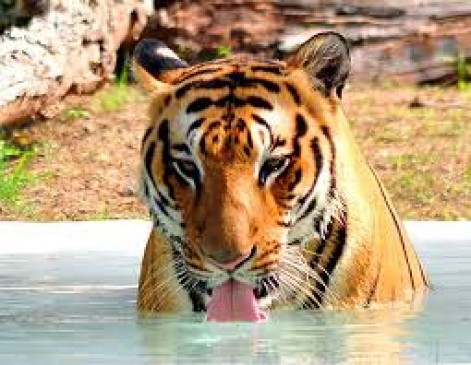 Which standard will adopt by government for wildlife - High Court