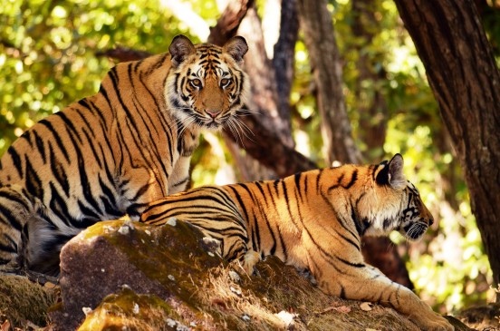 भारत में बढ़े टाइगर, जानिए कैसे और कितने लोगों ने की बाघों की गणना भारत में बढ़े टाइगर, जानिए कैसे और कितने लोगों ने की बाघों की गणना