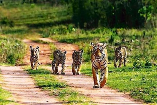भारत में बढ़े टाइगर, जानिए कैसे और कितने लोगों ने की बाघों की गणना भारत में बढ़े टाइगर, जानिए कैसे और कितने लोगों ने की बाघों की गणना