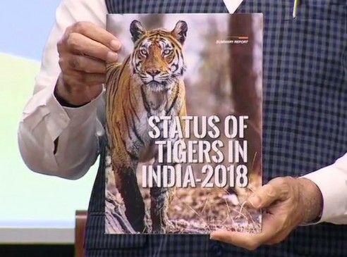 भारत में बढ़े टाइगर, जानिए कैसे और कितने लोगों ने की बाघों की गणना भारत में बढ़े टाइगर, जानिए कैसे और कितने लोगों ने की बाघों की गणना