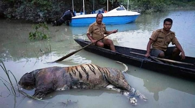 काजीरंगा नेशनल पार्क का 90 फीसदी हिस्सा पानी में डूबा, बड़ी संख्या में जानवरों की मौत काजीरंगा नेशनल पार्क का 90 फीसदी हिस्सा पानी में डूबा, बड़ी संख्या में जानवरों की मौत