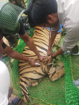 रीवा: गांव में घुसकर बाघ ने फैलाई दहशत, वन विभाग की टीम ने किया ट्रेंकुलाइज