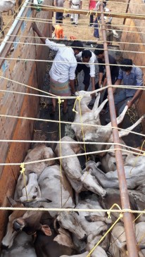 Police arrested the animals smugglers chhindwara madhya pradesh