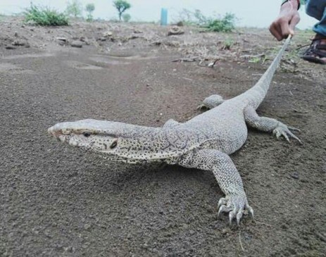 A large lizard reached in house, people become scared to see it