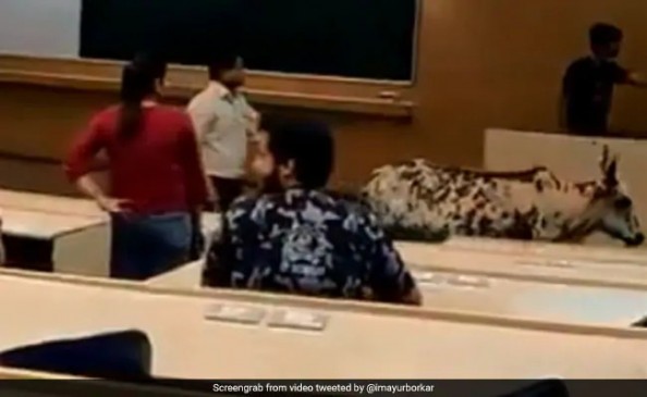 Committee constituted after entering the cow in IITs class