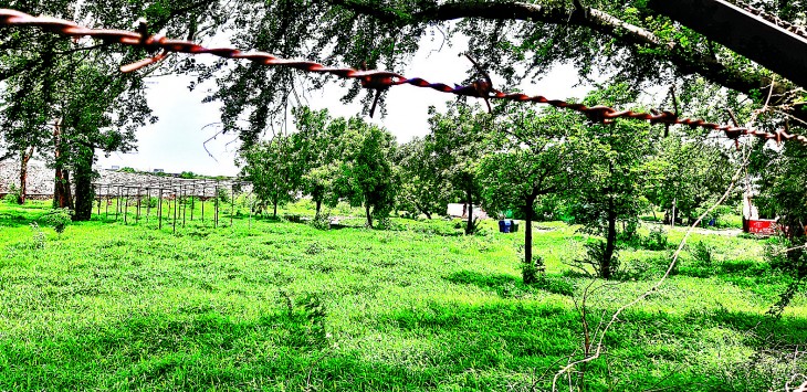 Cremation ground will be made for dead animals in Nagpur