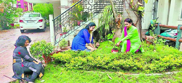 Expert advice for gardening, trends towards the medicinal plant