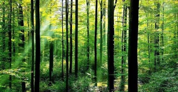 सतना स्मार्ट सिटी में जापानी तकनीक से जंगल उगाने की पहल, प्रदेश का दूसरा नवाचार 