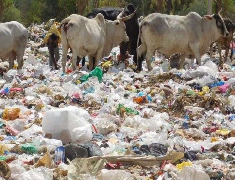 Smell of dumping yard will end, spraying gomutra of jivamutra