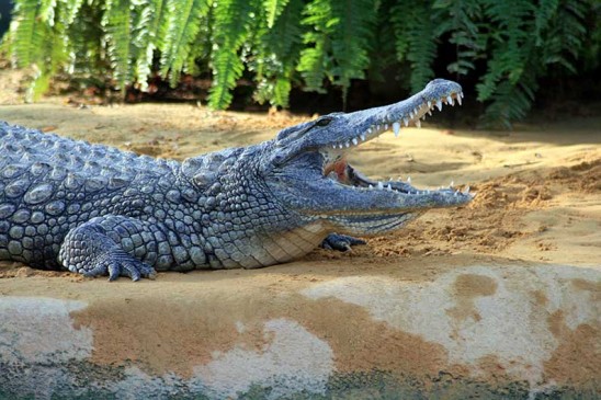 Thought to be making Crocodile park in Konkan : Prahlad patel