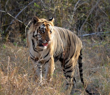 Tigers of Chandrapur will be shift soon at Mailghat forest