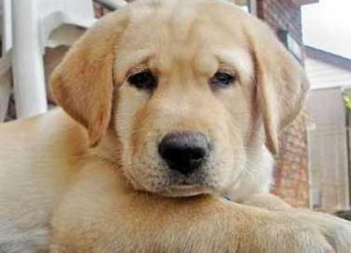 Traveling with the dog will not be easy, the cabin will be book
