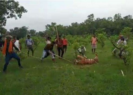 UP: दिल दहला देने वाली घटना, सैकड़ों लोगों ने पीट-पीटकर बाघ को मार डाला