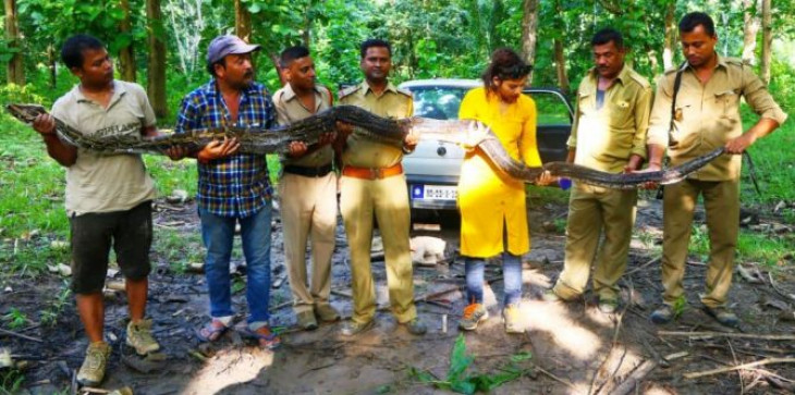 असम में 14.4 फीट लंबे अजगर को वन विभाग की टीम ने बचाया असम में 14.4 फीट लंबे अजगर को वन विभाग की टीम ने बचाया