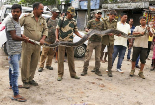 असम में 14.4 फीट लंबे अजगर को वन विभाग की टीम ने बचाया असम में 14.4 फीट लंबे अजगर को वन विभाग की टीम ने बचाया