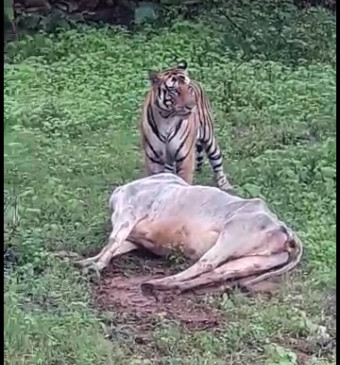  सड़क किनारे टाइगर ने किया गाय का शिकार , दोनों ओर रूका यातायात , यात्री बनाने लगे वीडियो