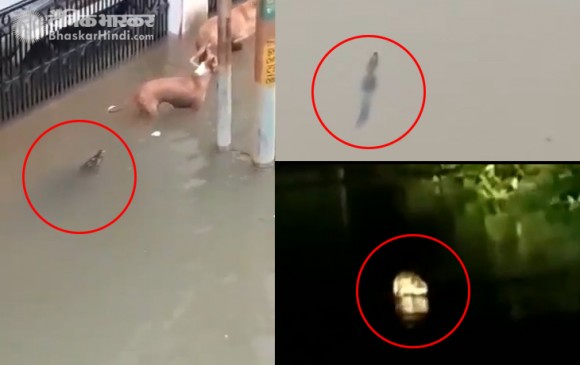गुजरात: वडोदरा की सड़कों पर घूम रहे मगरमच्छ, भारी बारिश से बाढ़ जैसी स्थिति
