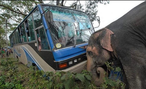 Fake News: क्या हाथी ने खाई में गिरने से बस को बचाया ?