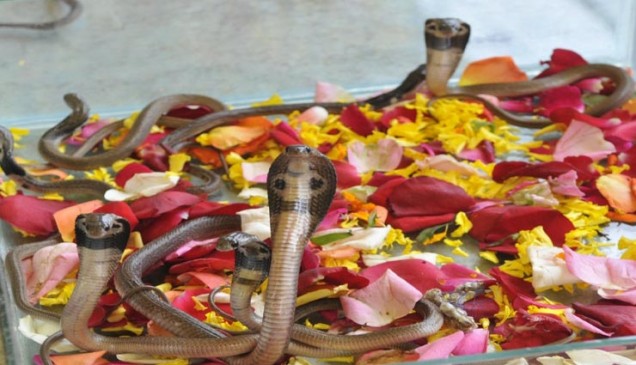 नाग पंचमी: 125 वर्ष बाद इस महायोग में मनाया गया त्यौहार नाग पंचमी: 125 वर्ष बाद इस महायोग में मनाया गया त्यौहार