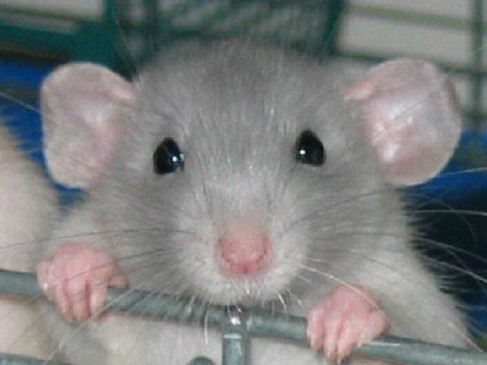Passenger harassed by rats in Vidarbha Express seeks compensation
