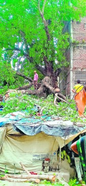 Sacred fig tree fall in house at hansapuri khadan nagpur Sacred fig tree fall in house at hansapuri khadan nagpur