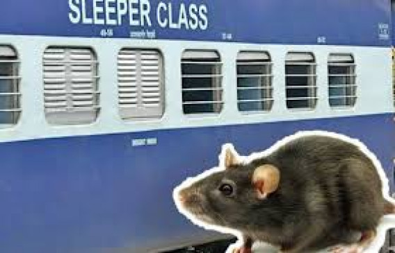 Rats rage in the AC coaches of Vidarbha Express, damaged bags