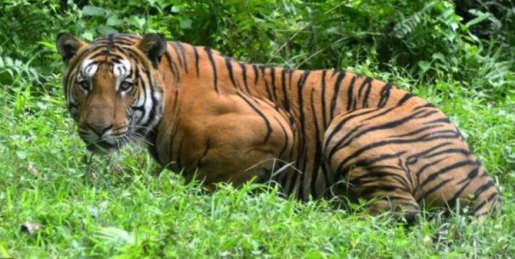खेत में बाघ ने डेरा डाला, हमले में बुजुर्ग घायल,  लोगों की भारी भीड़