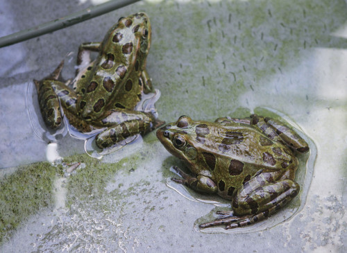 2 arrested with 200 kg dead frogs in Lahore