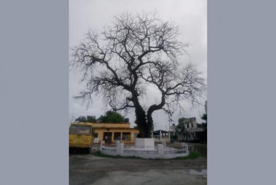  बिहार : चंपारण सत्याग्रह की निशानी नीम का पेड़ उपेक्षित 