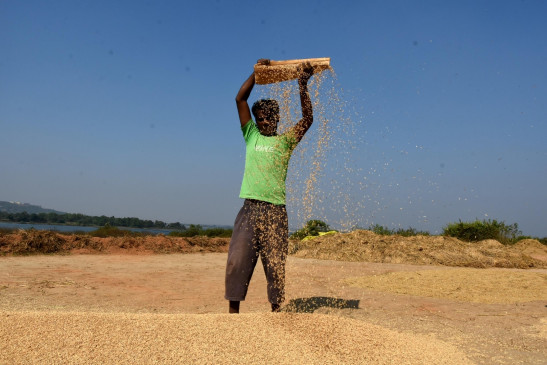 Government will purchase 60 lakh tonnes of paddy in Odisha this year