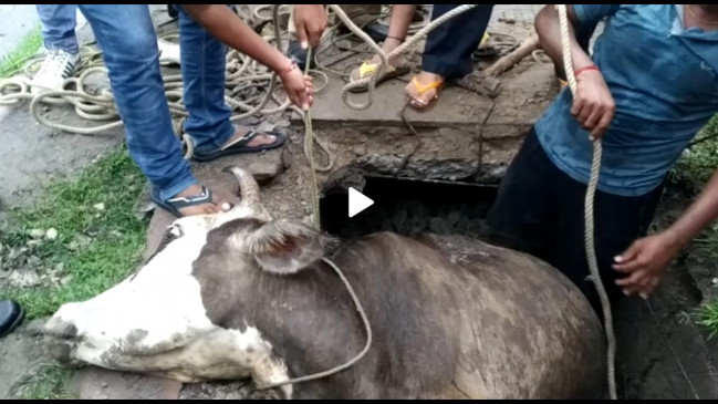 अचानक नाले में जा गिरी गाय, दमकलकर्मियों ने रेस्क्यू कर बचाई जान 