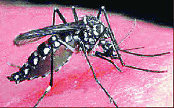 डेंगू का कहर , 20 दिन में मिले  109 मरीज पॉजिटिव, निजी डाक्टरों से भी मांगी रिपोर्ट